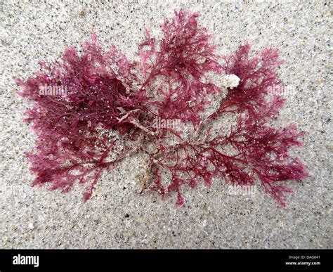 Red Alga Antithamnion Plumula Red Algae On The Sand Beach Germany
