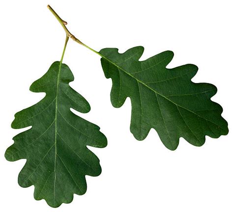 Royalty Free Oak Leaf Pictures Images And Stock Photos Istock