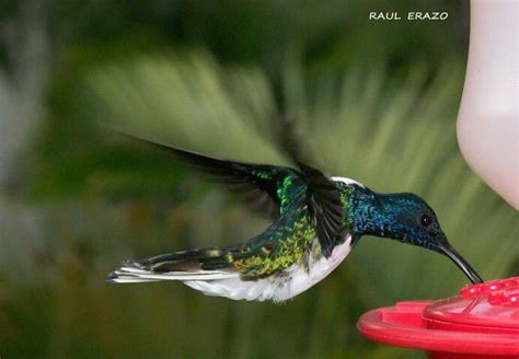 Magnificent Jacobin Hummingbird Sipping Nectar At The Feeder While In