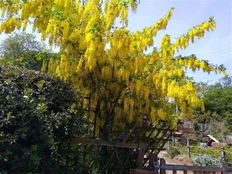 23 Things You Need To Know About Laburnum Trees Answered Quick