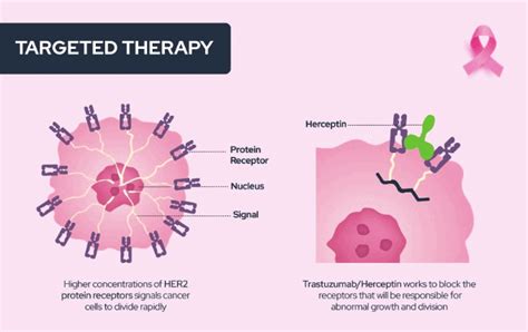 How Targeted Therapies Are Used To Treat Cancer