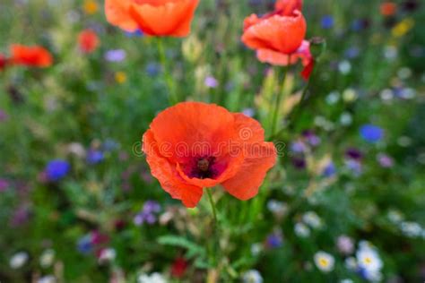 Macro Of Red Poppies In The Field Of Other Wildflowers Stock Image