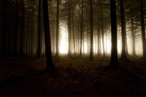Trees Nature Fog Light The Darkness Forest Haze Photo 3654