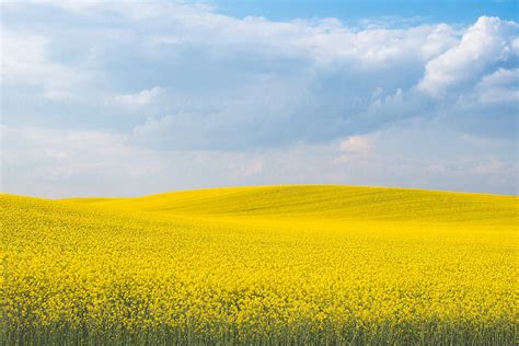 Yellow Rapeseed Field Landscape In Vojvodina By Stocksy Contributor
