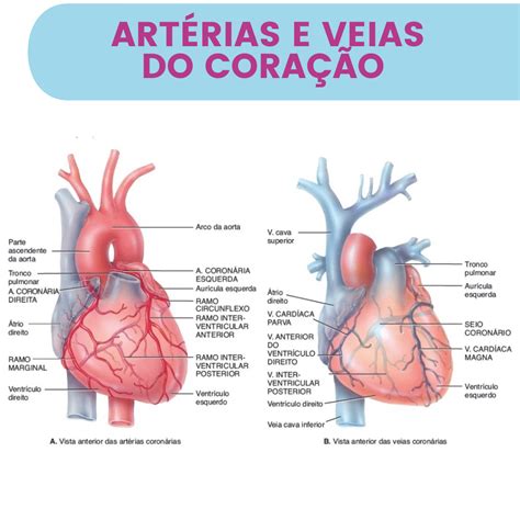 Artérias e Veias do Coração Sistema Cardiovascular