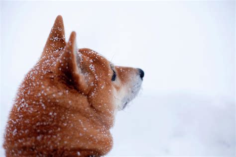 Shiba Inu Dog In Snow Close Up Of Head Digital Art By Julian Ward