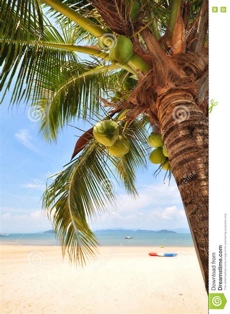 Coconut Palm Trees With Coconuts Fruit On Tropical Beach Background