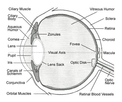 Internal Parts And Functions Of The Eye Hubpages