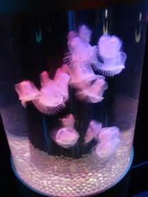 Jelly fish lava lamp Flickr Photo Sharing!