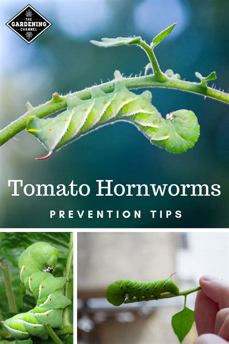 How To Identify And Control Tomato Hornworms Artofit