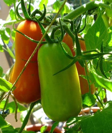 How To Grow And Care For San Marzano Tomato Plants Dengarden