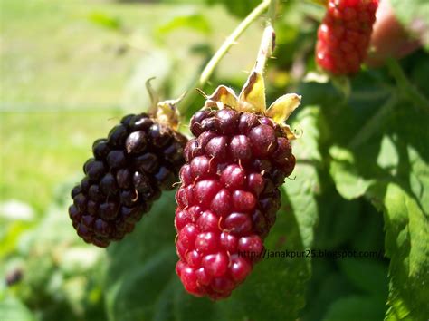 Agriculture Berry Fruit An Organic Product