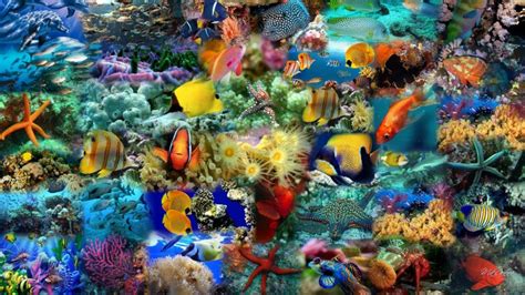 Fish Collage Download Hd Wallpapers And Free Images