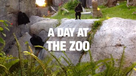 A Day At The Zoo Youtube
