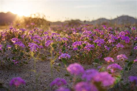 Purple Flowers Growing In A Desert Stock Photo Pixeltote