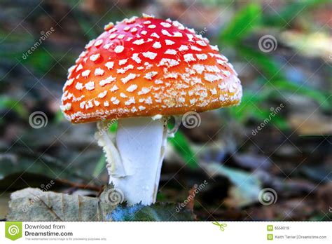 A Red Mushroom In The Wild Stock Image Image Of Fungi