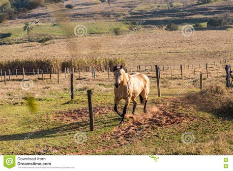 American Quarter Horse Buckskin Stallion Stock Image
