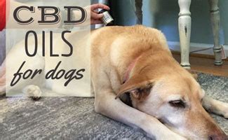 But have you heard of cbd oil for cats? Best CBD Oil For Dogs: An All-Natural Way To Ease Anxiety ...
