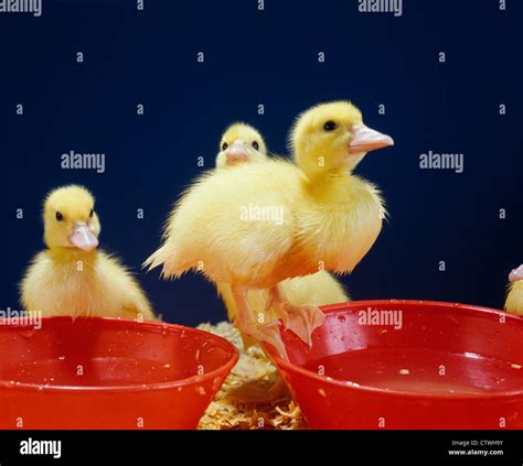 Baby Ducks Studio Stock Photo Alamy