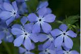 Phlox Flower Pictures
