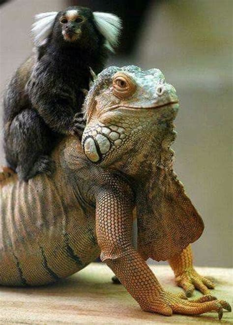 However, if a reddit spoiler is to be believed godzilla vs. Godzilla vs Kong leaked