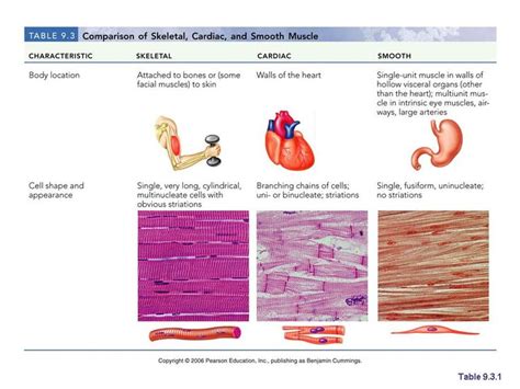 Check spelling or type a new query. Chapter 9: Muscles and Muscles Tissue | Human anatomy and ...