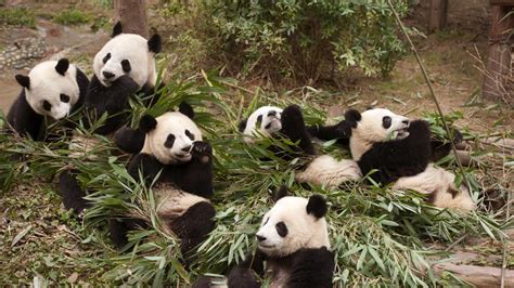 La Poca Diversidad Genética Compromete El Futuro De Los Pandas Pese A