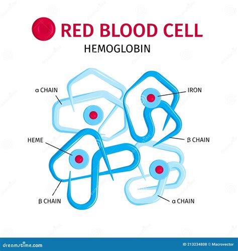 Blood Cells Hemoglobin Infographics Stock Vector Illustration Of