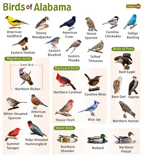 List Of The Common Birds Found In Alabama Facts With Pictures
