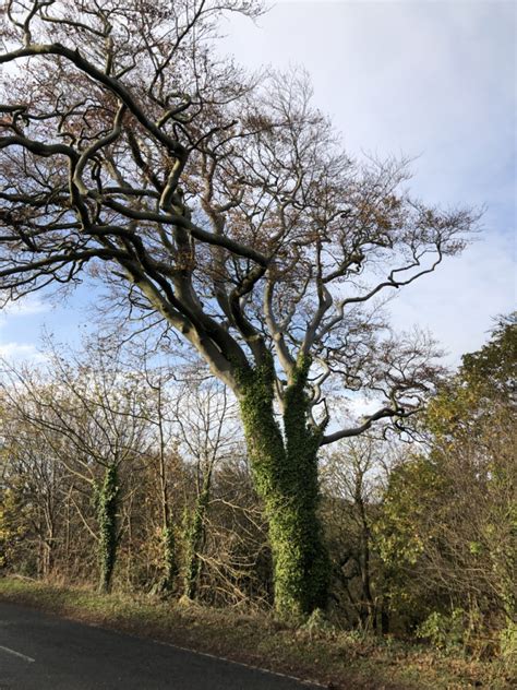 Beech Seaton Sluice Northumbria Veteran Tree Project