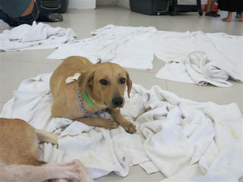 This period before the first maturity will be the most. Spay & Neuter Clinic for Cats and Dogs in Cancun | CARM Blog