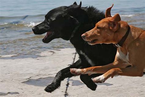 Whether you're moving homes or office buildings, you can depend on. Four rules for running with the big dogs | VentureBeat