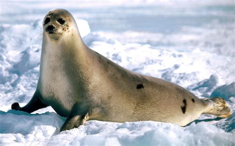 Big Seal Walking Through The Snow All Best Desktop Wallpapers