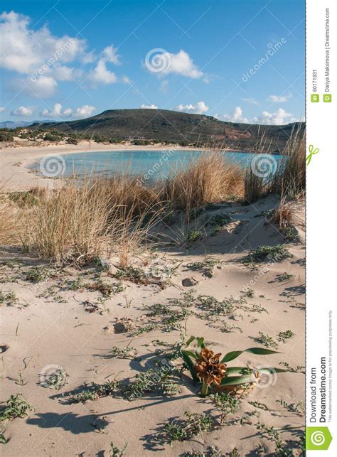 Seashore And Yellow Flower On The Sand Simos Beach Elafonisos Stock