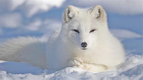 What Do Arctic Foxes Eat A Z Animals