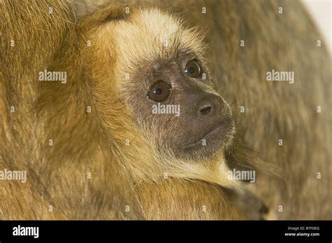 Baby Howler Monkey Stock Photo Alamy
