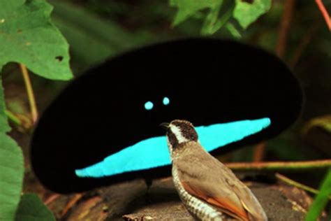 光の99％以上も吸収するベンタブラックに肩を並べる超黒い鳥がいる？ うえのブログ