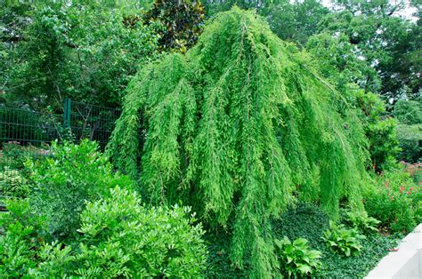 Weeping Bald Cypress Taxodium Distichum Bald Cypress Rain Garden