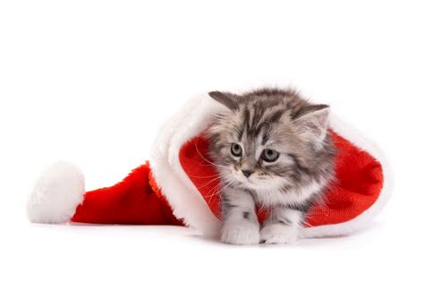 Christmas Cover With Cats 7008x4664 Wallpaper