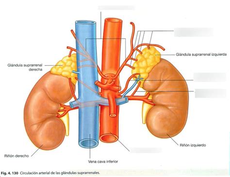 Glándulas Suprarrenales Anatomía Concise Medical Knowledge transportespuno gob pe