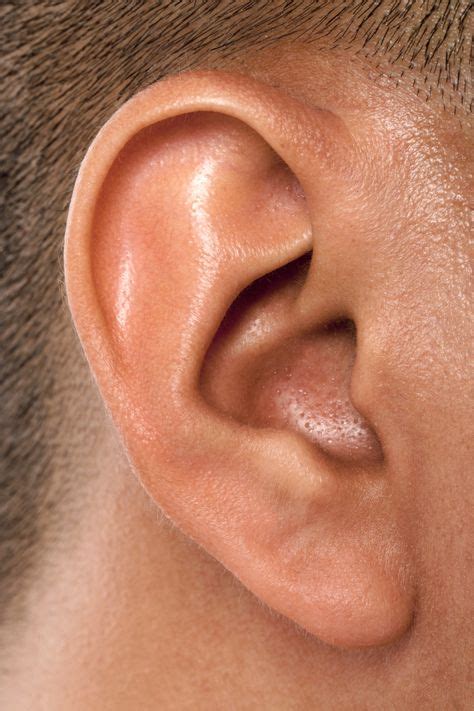17 Ears Reference Ideas Ear Human Ear How To Draw Ears