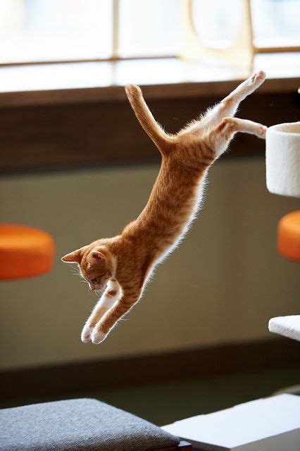 . by rampx, cats | Jumping cat, Orange tabby cats, Cat pose