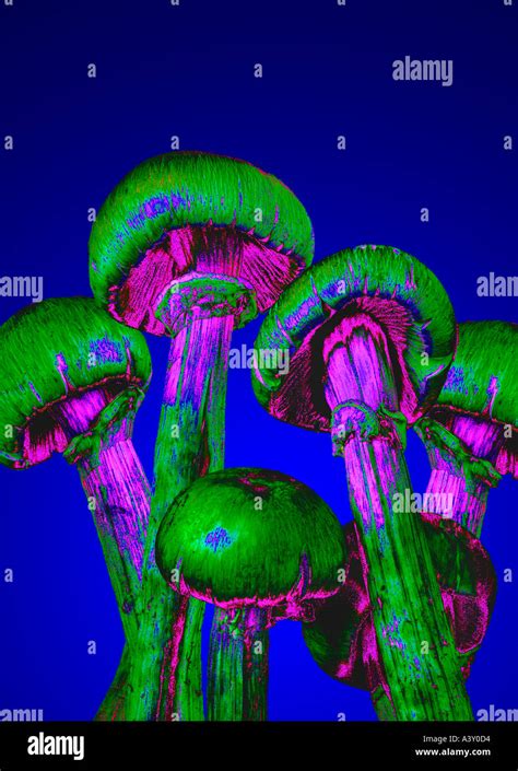 Hallucinogenic Magic Mushrooms Stock Photo Alamy