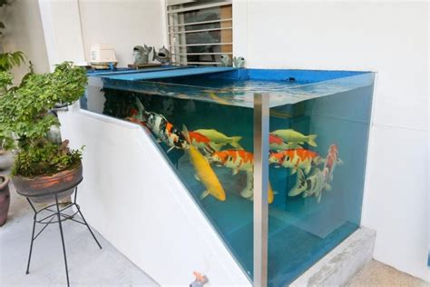 Indoor Koi Fish Tank Indoor Koi Tanks Koiphen Forums Koifishs