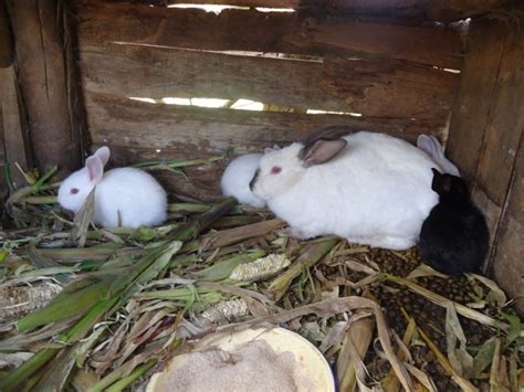 I particularly loved the answer which said: Rabbit Farming In Nigeria And How To Start{ Pure Breed Rabbits Also Available } - Pets - Nigeria