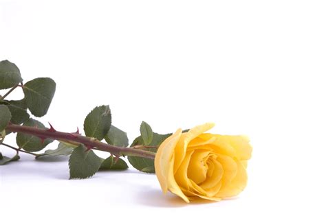 Maybe you would like to learn more about one of these? Symbolic Meaning of the Truly Spectacular Yellow Roses ...