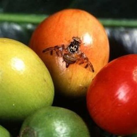 Read on for more information about frogs and how to get rid of the slimy creatures in your yard. How to Kill or Get Rid of Frogs and Toads | Dengarden