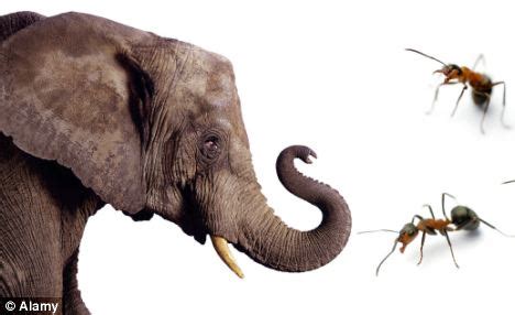 Cerita dewasa bergambar terbaru sst. : Story: The Mosquito and the Elephant - Google Groups