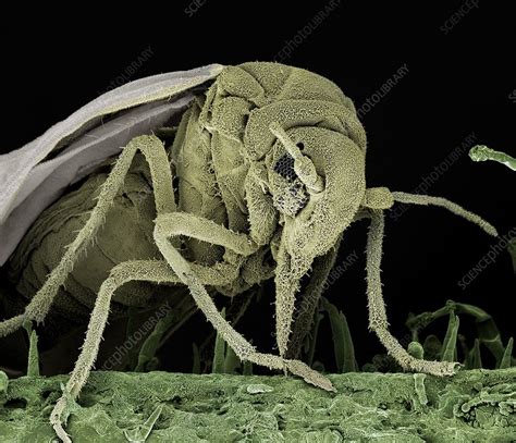 Greenhouse Whitefly Sem Stock Image C0211129 Science Photo Library