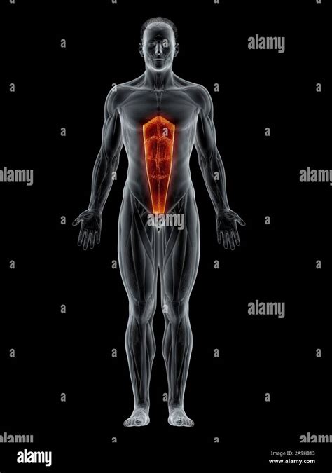 Rectus Abdominis Muscle Illustration Stock Photo Alamy